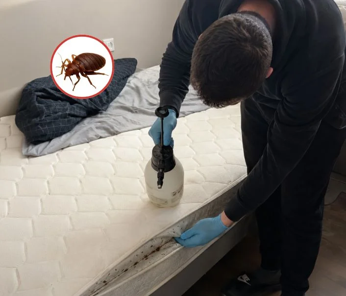 Technicien traitant un matelas contre les punaises de lit à Morsang-sur-Orge